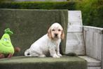 Roodschimmel Engelse Cocker pup, Dieren en Toebehoren, België, Reu, CDV (hondenziekte), 8 tot 15 weken