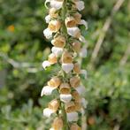 Digitalis troyana 'Helen of Troy', Tuin en Terras, Planten | Tuinplanten, Ophalen