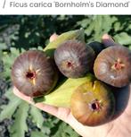 Vijgen stekken vers gesnoeid ras : Bornholms Diamant, Tuin en Terras, Ophalen of Verzenden, Vijgenboom, Lente