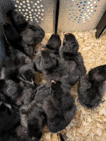Zwarte legkip kuikens  beschikbaar voor biedingen