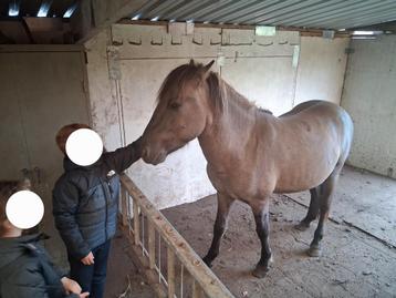 2-jarige Konik hengst  beschikbaar voor biedingen