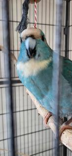 Kakariki male apprivoisé, Dieren en Toebehoren, Vogels | Parkieten en Papegaaien, Vrouwelijk, Pratend