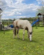 Leuke valk bonte kwpn ruin, Dieren en Toebehoren, Paarden, Gechipt, Ruin, 0 tot 2 jaar, Onbeleerd