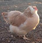 RECHERCHÉ : poules domestiques, Animaux & Accessoires, Volatiles, Femelle, Poule ou poulet