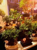 Bonsai, Huis en Inrichting, Kamerplanten, Ophalen, Bonsai