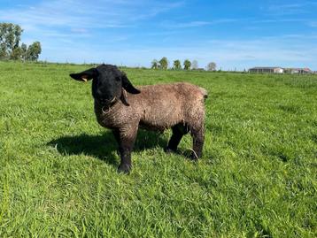 Suffolk ramlam beschikbaar voor biedingen