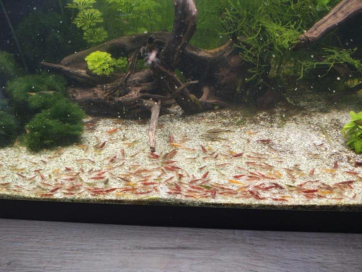 neocardina garnalen, Dieren en Toebehoren, Vissen | Aquariumvissen, Zoetwatervis, Kreeft, Krab of Garnaal