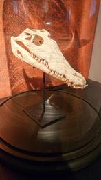 krokodillenschedel op statief, Ophalen