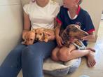 Prachtige dwergteckel pups, Dieren en Toebehoren, België, Fokker | Hobbymatig, Reu, 8 tot 15 weken