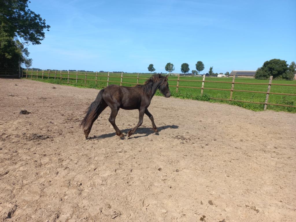 friese 1 jarige hengst en 5 jarige friese merrie, Dieren en Toebehoren, Paarden, Meerdere dieren, Onbeleerd