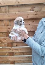 Shih tzu pups, Dieren en Toebehoren, Honden | Chihuahua's en Gezelschapshonden, België, Overige rassen, CDV (hondenziekte), 8 tot 15 weken