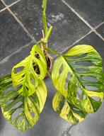 Monstera Adansonii aurea variegata, Huis en Inrichting, Kamerplanten, Ophalen of Verzenden