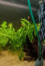 Zuurstof planten, Dieren en Toebehoren