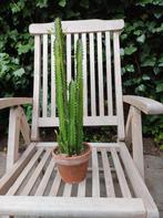 Kamerplant, cactus, euphorbia trigona, Melkboom, Tuin en Terras, Ophalen of Verzenden