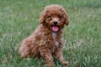 Dwergpoedel pups te koop, Dwerg Poedel pups, Dieren en Toebehoren, Poedel, 15 weken tot 1 jaar, Buitenland, CDV (hondenziekte)