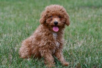 Dwergpoedel pups te koop, Dwerg Poedel pups beschikbaar voor biedingen