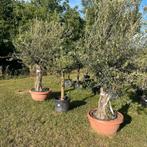 Olijfbomen olea europaea in schaal!, Tuin en Terras, Planten | Bomen, Ophalen