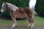 Super leuke knappe 4 jarige Breton met stamboom, Dieren en Toebehoren, Paarden, Merrie, Gechipt, 3 tot 6 jaar, 160 tot 165 cm