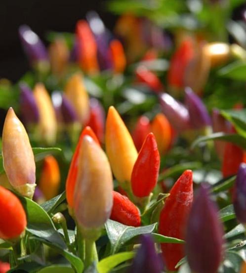 PLANTS PIMENTS SPÉCIAUX 100% BIO ET NATUREL, Jardin & Terrasse, Plantes | Jardin, Enlèvement ou Envoi