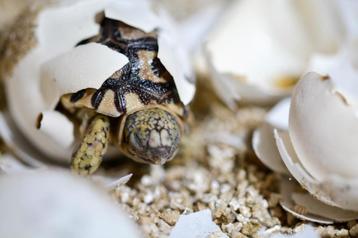 Jonge Panterschildpad Stigmochelys Pardalis Babcocki, Tortue, 0 à 2 ans