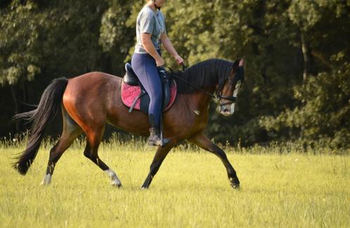 Lieve 6 jarige Welsh merrie, Dieren en Toebehoren, Pony's, Merrie, Niet van toepassing, B pony (1.17m tot 1.27m), Dressuurpony