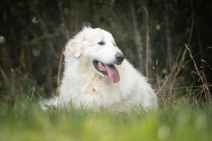Verhaart uw hond ook zo?, Dieren en Toebehoren, Hondenkleding, Ophalen