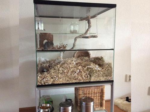 Uniek Terrarium voor Knaagdieren – Volledig Maatwerk, Dieren en Toebehoren, Knaagdieren en Konijnen | Hokken en Kooien, Nieuw