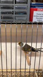 Kruising kleine distelvink x kanarie bont 2023, Dieren en Toebehoren, Vogels | Overige Vogels, Mannelijk, Wildzangvogel, Geringd