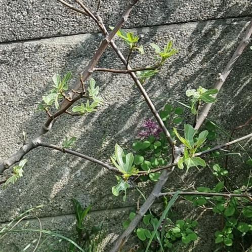 Vijgenboom uit volle grond H90cm, Tuin en Terras, Planten | Fruitbomen, Vijgenboom, Ophalen of Verzenden