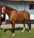 Knappe en betrouwbare D-pony te koop, Ruin, L, Springpony