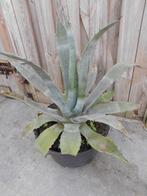 blauwe agave, Tuin en Terras, Planten | Tuinplanten, Ophalen, Vaste plant, Overige soorten, Volle zon