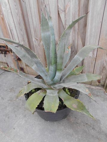 blauwe agave, Tuin en Terras, Planten | Tuinplanten, Ophalen, Vaste plant, Overige soorten, Volle zon