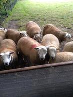 schapen te koop, Schaap, Meerdere dieren, 0 tot 2 jaar