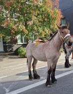 Trekpaard 2024, Dieren en Toebehoren, Paarden, Merrie, Minder dan 160 cm, Gechipt, Niet van toepassing