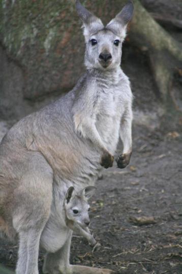 kangoeroe wallaby beschikbaar voor biedingen