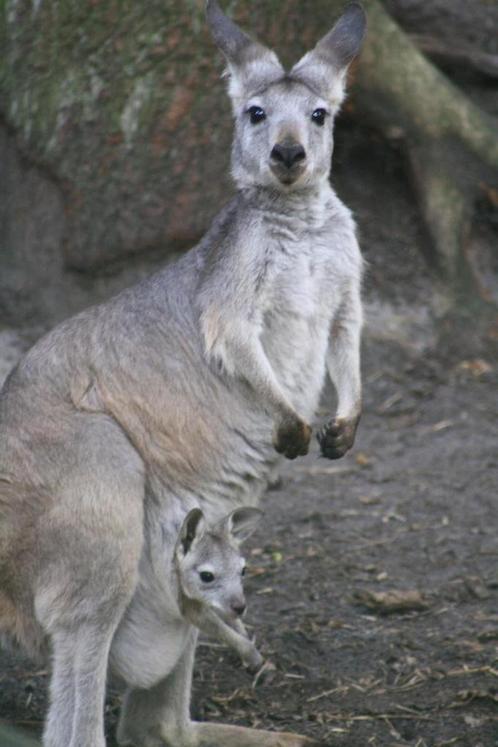 kangoeroe wallaby, Dieren en Toebehoren, Overige Dieren, Meerdere dieren
