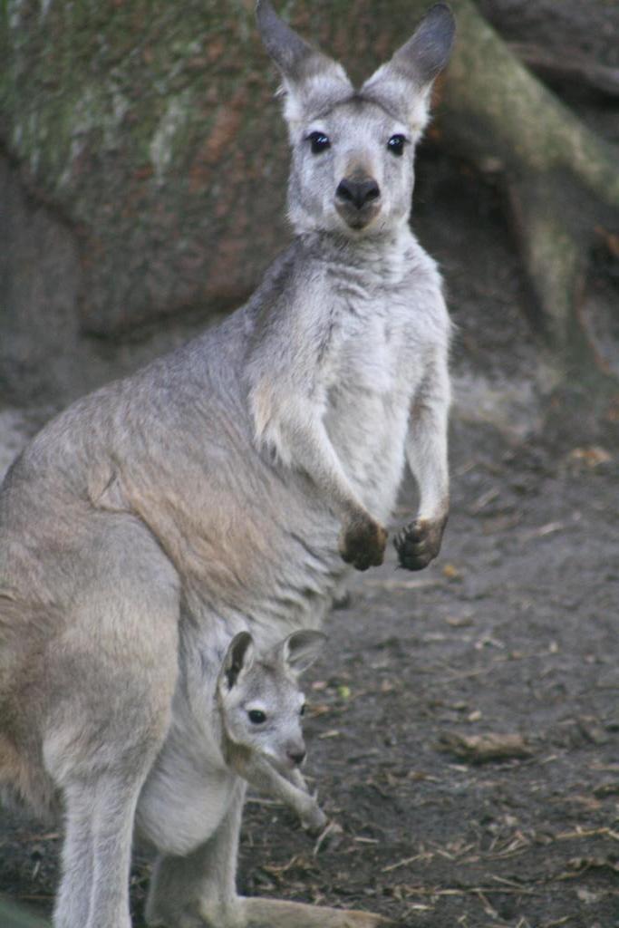 kangoeroe wallaby, Dieren en Toebehoren, Overige Dieren, Meerdere dieren
