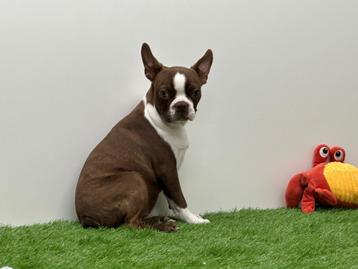 Boston Terrier pup beschikbaar voor biedingen