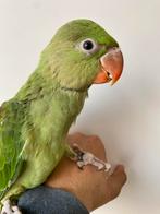 Tamme Alexander papegaai, Dieren en Toebehoren, Papegaai, Geringd