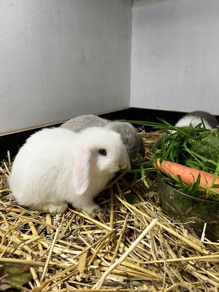 Minilop dwergkonijntjes, Dieren en Toebehoren, Konijnen, Dwerg, Meerdere dieren, 0 tot 2 jaar, Hangoor