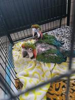 Ara Harlekijn Jong, Dieren en Toebehoren, Geringd