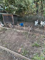Eenden, Dieren en Toebehoren, Pluimvee