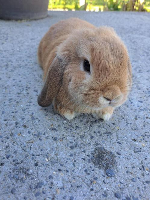 Nederlandse Hangoordwerg - Fawn - Voedster, Dieren en Toebehoren, Konijnen, Dwerg, Vrouwelijk, 0 tot 2 jaar, Hangoor
