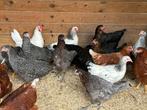Legkippen: sussex leghorn zwart blue de landes koekoek, Dieren en Toebehoren