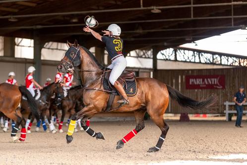 Zeer braaf paard met ervaring in horseball, Animaux & Accessoires, Chevaux, Hongre, 160 à 165 cm, 11 ans ou plus, Avec puce électronique