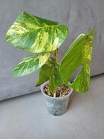 Monstera aurea #2, Maison & Meubles, Plantes d'intérieur, Ombre partielle, Plante verte, Enlèvement ou Envoi, Moins de 100 cm