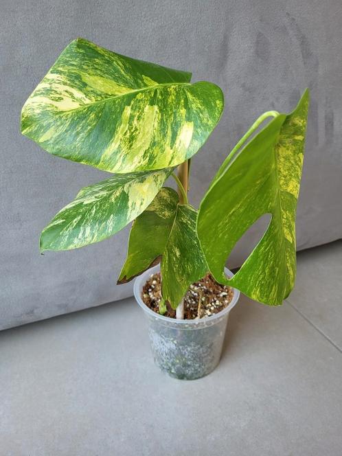 Monstera aurea #2, Maison & Meubles, Plantes d'intérieur, Autres espèces, Moins de 100 cm, Plante verte, Ombre partielle, Enlèvement ou Envoi