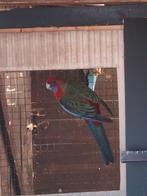 Pennanten wildkleur, Dieren en Toebehoren, Geringd
