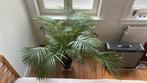 DYPSIS LUTESCENS, Huis en Inrichting, Kamerplanten, Ophalen, Palm, In pot, 100 tot 150 cm
