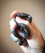 Afrikaansse huisslang zwart mannetje, Slang, Met terrarium, 0 tot 2 jaar